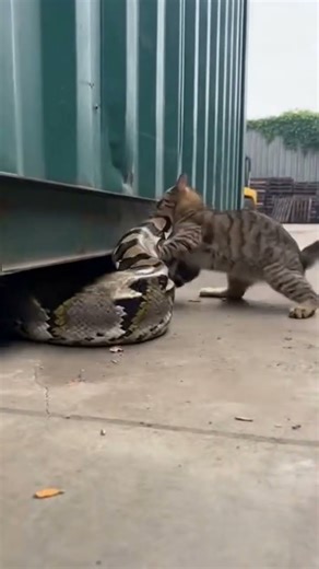 The fight between the yellow cat and the snake😮
