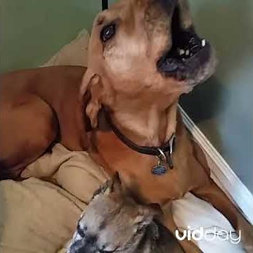 CUTEST DOGS SINGING HAPPY BIRTHDAY!