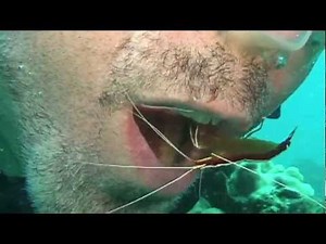 Drew's Cleaner Shrimp Teeth Cleaning