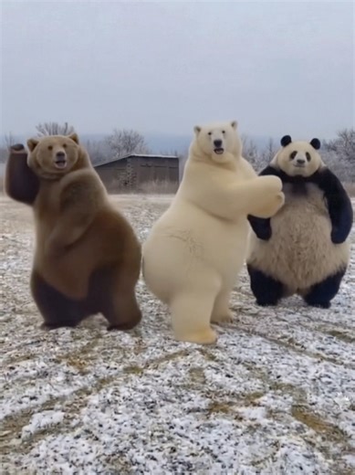 Bear Dancing Tips and Tricks