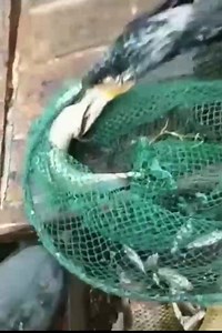 raise birds to catch fish Join group Around The World #amazing #foryou #travel | Natural Wild