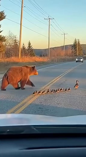 Bear Protecting Ducklings: Unexpected Wild Kindness
