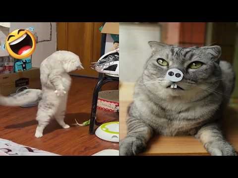 Funniest Cat Clips Cute Cat Compilation