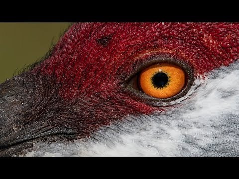 Nikon D850 Captures Incredible Detail - D500 Captures Insane Action - Wildlife Bird Photography