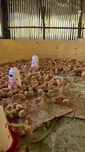49K views · 1.4K reactions | Chicks brooding | AIM Agriculture | Facebook