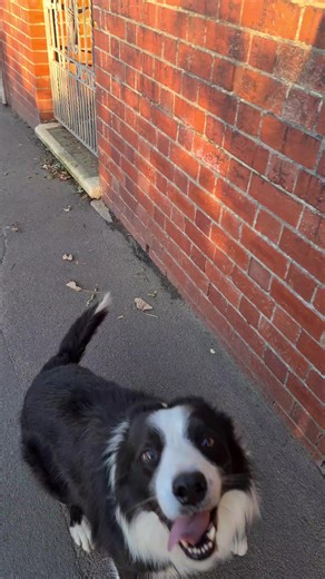 Tips for Training Your Dog Off-Leash