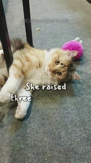 Meet Coffee, the sweetest mama cat