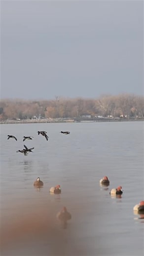 What do you call a big wad of Bluebills? 🔹 #Ducks #DuckHunting #Bluebill #Scaup #Drake #Wildlife #Birds #ItsWhatWeDo #Videographer #Video #WaterfowlPhotography #Waterfowl #Photography #WildlifePhotography #NikonOutdoors #Nikon #GetOutside #TanglefreeShots #Diverge #Fowl | Brian Ellithorpe Media