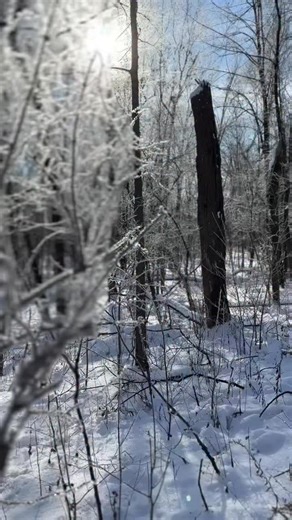 Sunday morning walk moments: Ice kissed branches. Sunshine 🌞. Blue sky. Crisp air. Sometimes the smallest details are the whole point. Sending love to our ModernPrairie community. #sunday #slow #goodmorning | officialmodernprairie