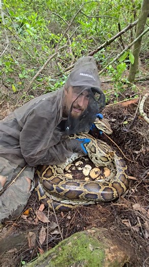PYTHON NEST IN FLORIDA! #python #snake #wildlife #florida #nature