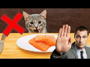 Can Cats Eat Raw Salmon ?