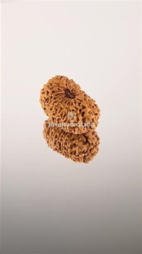 17 Mukhi Rudraksha 21.02 mm Java Bead | Grade A Large Genuine Natural #17mukhi #javarudraksha