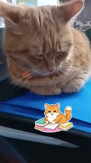 Kitty 😺 doing homework #catshorts #prettycat #cat #catvideos #cute #homework #kitten #kitty #catplay