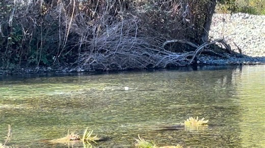 It's the season of the zombie salmon, but they aren't spooky, they're just determined! Even as their bodies literally fall apart, they keep swimming to defend their redds from being dug up by other salmon, and to leave their gift of nutrients (themselves) as close to where their fry will hatch as they can. | Trinity River Restoration Program