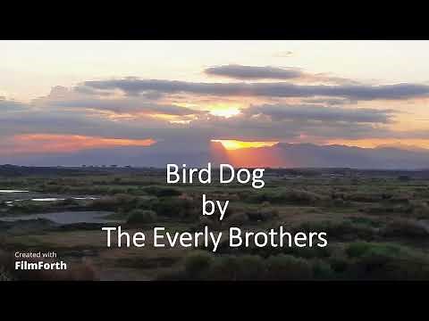 The Everly Brothers - Bird Dog