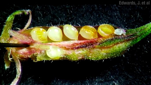 Ze Frank Amusingly Explains Exploding Plants