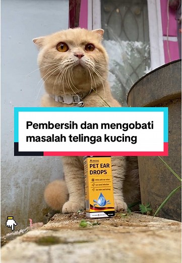 Cara Mengobati Telinga Kucing Kotor dan Terinfeksi