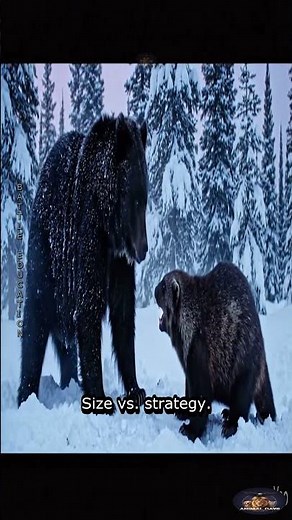 Wolverine vs Black Bear: The Ultimate Food Fight in the Wild #Animals #Wildlife #Nature