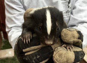 6.1K views · 229 reactions | Watch as we extricate a family of skunks from under a deck. This job was anything but routine! Enjoy! Video filmed by Gates Wildlife technician Cassandra. | Gates Wildlife Control | Facebook
