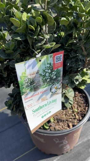 Check out this great Gardenia variety! | The Garden Center | Facebook