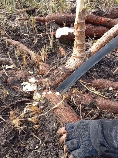 Effective Cassava Harvest Tips for Farmers