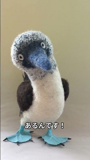 「驚愕！アオアシカツオドリの青い足の秘密と求愛ダンス」 #animal