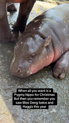 Pygmy Hippo Christmas Wishes: Meet Moo Deng and Haggis