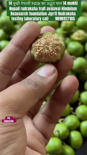 14 मुखी नेपाली रुद्राक्ष का अद्भुत फल 14 mukhi Nepali rudraksha fruit 🍈🪷👉🏼pls subscribe