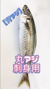 丸アジ刺身用２捌く #アジ捌き方 #アジ刺身用 #丸アジ刺身