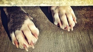 Victims of ‘horrific’ dog attacks in Montgomery County file lawsuit