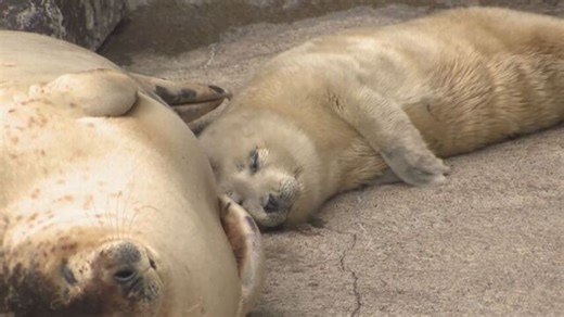 「白いモフモフがちょうどいい感じ」生まれたばかりの赤ちゃんアザラシ　お母さんと昼寝　旭山動物園