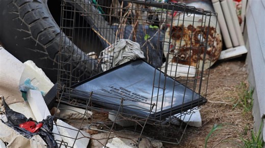 Over 26 underweight dogs covered in feces rescued in severe animal cruelty case