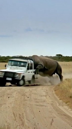 Huge Angry Rhino Charges a 4x4