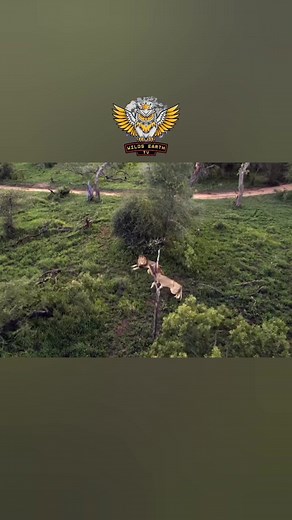 Mapogo lion - हिन्दी डॉक्यूमेंट्री #MapogoLion #wildanimals #documentary #discovery #wildsearthtv | Wild Earth HDTv