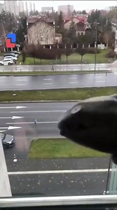 107K views · 2.6K reactions | Quarantine Day 15  | GIFs | Facebook