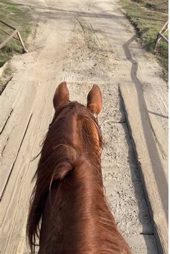 Trail Riding Adventures: Overcoming Scary Bridges