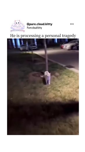 Pure Cloud Kitty on Instagram: "That face says “I did nothing” 😼 Meanwhile… chaos everywhere 💥 Zero regrets, only expressions 😂 Oscar-worthy acting, every single time 🎭 Born cute, chose drama 🐾 Mood swings sponsored by snacks 🐱 #FunnyCats #CatExpressions #Cattitude #DramaCat #CatReels InstaCats MeowMood PetComedy CuteButCrazy CatLife 😹✨"