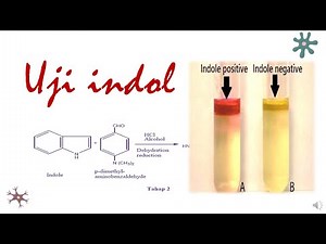UJI INDOL _ Uji IMVIC part 1