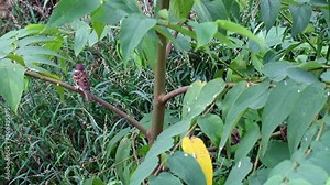 A flock of sparrows sits on a branch and flies around
