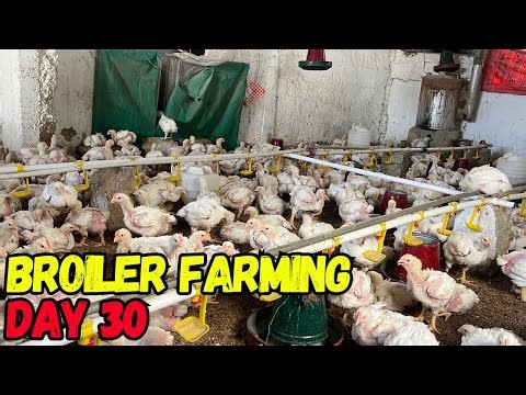 Broiler farming day 30 update 🐣❤️ | weight Kitna hogaya 😍🐣
