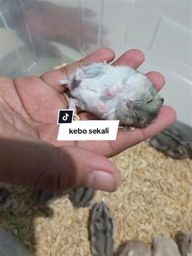 apakah yg terjadi???? #hamster #hamsterponorogo #hamsterlucu #hamstertidur #hamsterindonesia