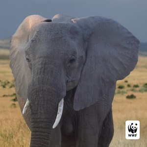 858 reactions · 91 shares | Each day African Elephants are inching closer to extinction. We need your help protecting the future of nature – join us by making a monthly gift to WWF. | World Wildlife Fund | Facebook