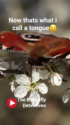 Spent the day at Bookham common and was not disappointed #butterflies #butterfly #lepidoptera #bugs