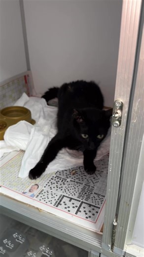 21K views · 1K reactions | Pelle beim Tierarzt. Er bekommt sowohl imunshied als auch die FIP-Tabletten während seiner Behandlung vom Tierarzt. Er kann mittlerweile selber aufs Klo gehen. Die neurologischen Anfälle haben nach gelassen. Drückt ihm die Daumen das er schnell wieder gesund wird. #catsandgold #notfall #kitten #katze | Cats and Gold | Facebook