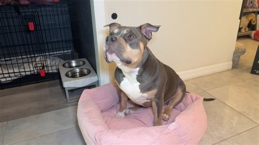 Watch Large pet bed on Amazon Live