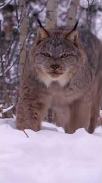 Canada Lynx Are Majestic Until You Hear Them Scream #Lynx #Canada #Animals #Shorts