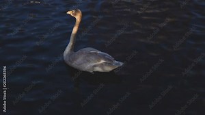 Beautiful young swan swimming in lake. Concept of saving places for animals 4k