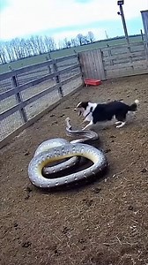 Heroic Dog Saves Sheep from Python Attack! | Evan Era