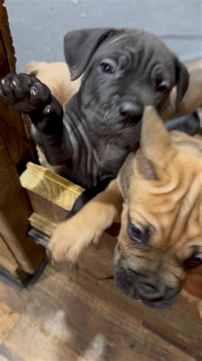 Just some adorable puppy cuteness. 💖🐾 Longer video below. 👇🏻 | Livin’ Large Cane Corso