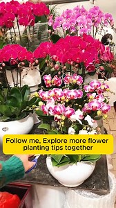 Propagation of Phalaenopsis orchids by cuttings #gardening #garden #gardeningtips #gardenlife #gardeninspiration #gardenideas #gardenlove #gardendesign #gardenersofinstagram #gardenersworld #garden_styles #gardenphotography #gardenlovers #gardenerslife #gardenart #gardenbeauty #gardensofinstagram #gardenplants #gardenviews #gardenersparadise #gardenista #gardeningcommunity #gardenloversclub #gardenaddict #gardeners #gardenerslife | Garden For Life